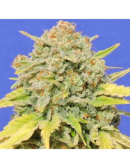 5 UND FEM - ZKITTLEZ 