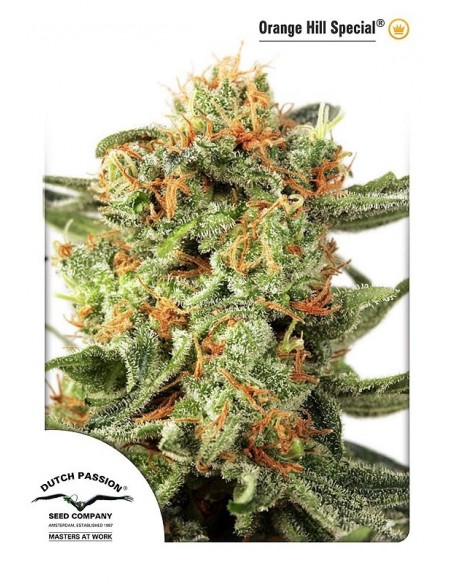 5 UND FEM - ORANGE HILL SPECIAL ® 