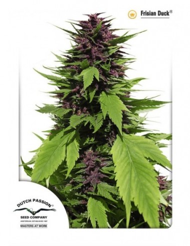 5 UND FEM - FRISIAN DUCK ® 