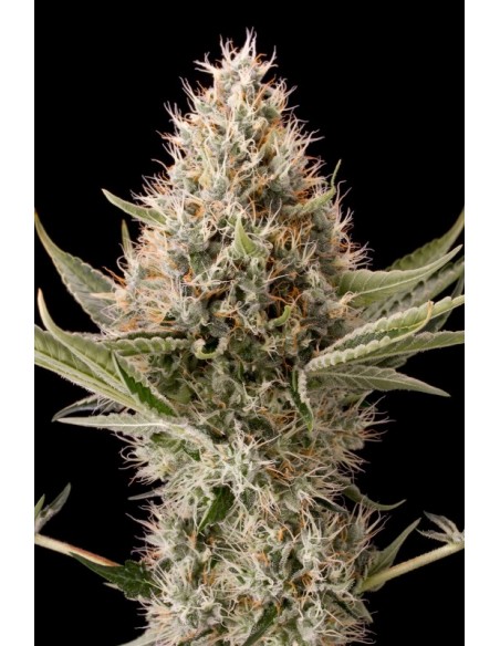 5 UND FEM - DINAMEX - DINAFEM SEEDS 5 UND