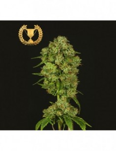 5 UND FEM - CASEY JONES - DEVILS HARVEST SEEDS 5 UND FEM 2