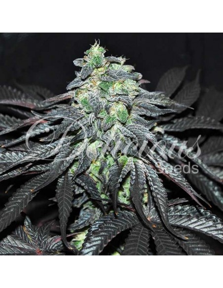 3 UND FEM - GOLOSA (INDICA LINE) 