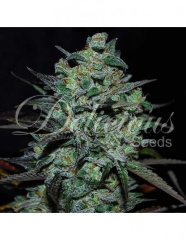 3 UND FEM - NORTHERN LIGHT BLUE THC-FREE 