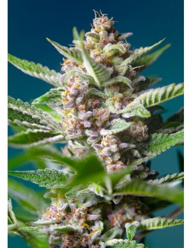5 UND FEM - PURPLE PUNCH OG ® 