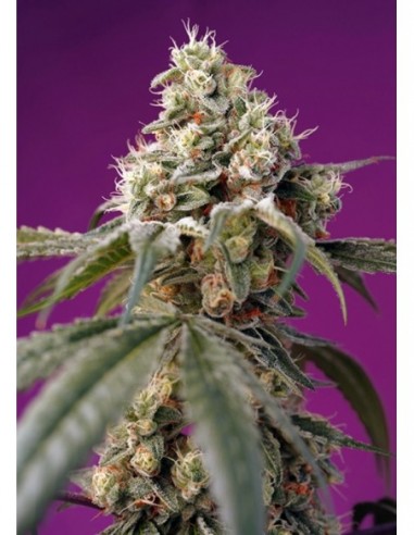 5 UND FEM - BRUCE BANNER AUTO ® 