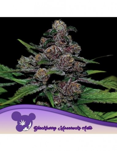 5 UND FEM - AUTO BLACKBERRY MOONROCKS ® 