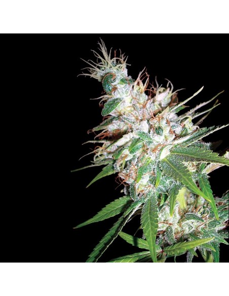 6 UND REG - LA WOMAN 