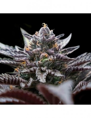 3 UND FEM - DOUBLE STUFFED SORBET  DNA GENETIC 3 UND FEMINIZADAS