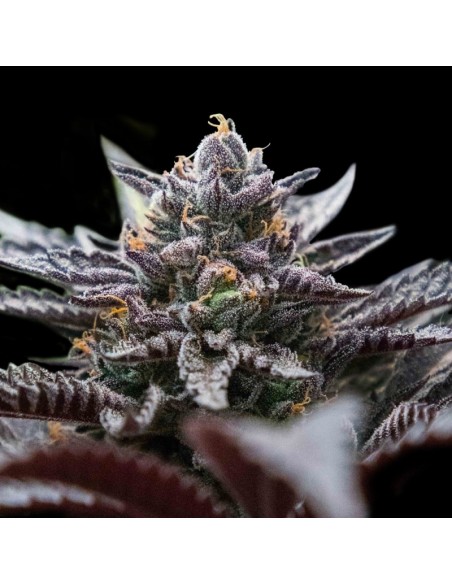 3 UND FEM - DOUBLE STUFFED SORBET  DNA GENETIC 3 UND FEMINIZADAS