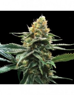 3 UND FEM - SOUR SORBET  DNA GENETIC 3 UND FEMINIZADAS 2