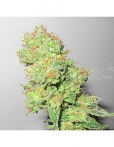 5 UND FEM - Y GRIEGA CBD 