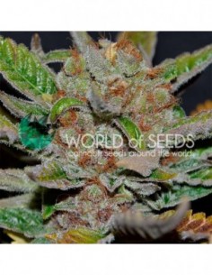 10 UND REG - BUBBA HAZE (WOS)  2