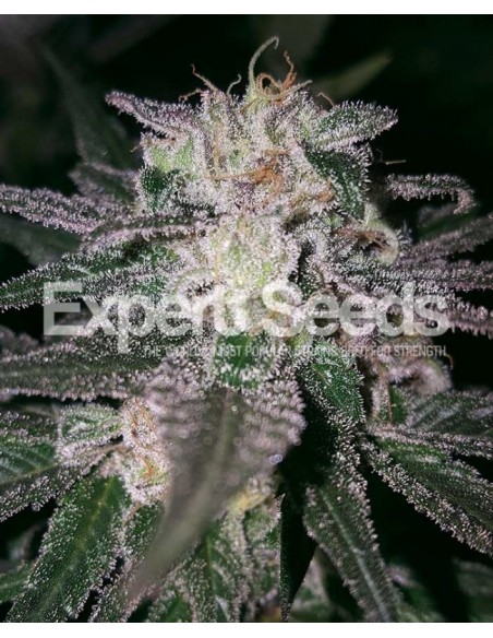 5 UND FEM - GORILLA COOKIES 