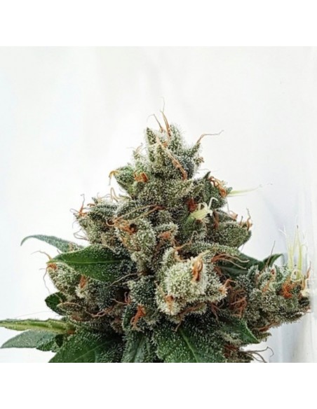 5 UND FEM - RESPECT 4 GORILLA 