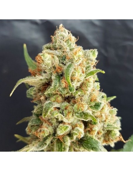 5 UND FEM - NEW YORK DIESEL AUTO 