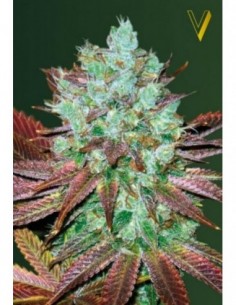 10 UND FEM - AUTO NHL DIESEL  2