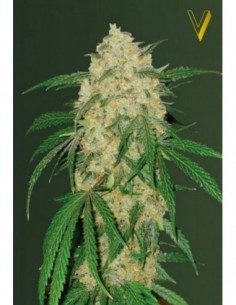 10 UND FEM - BUBBLEGUM + PRO  2