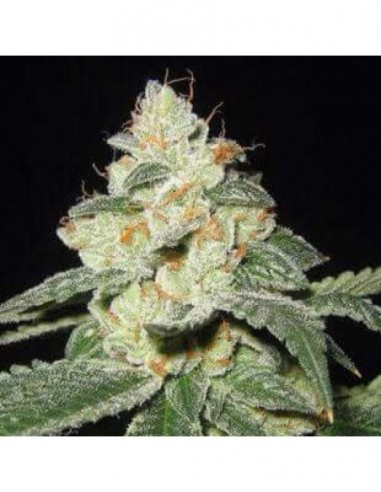 5 UND FEM - SATIVA DES ROIS 