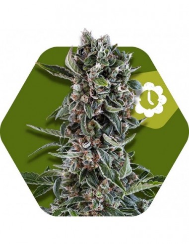 5 UND FEM - BLUEBERRY CHEESE-AUTO 