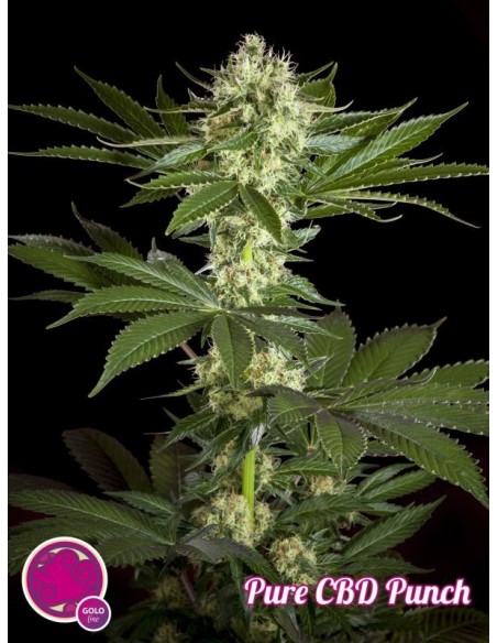 5 UND FEM - PURE CBD PUNCH 