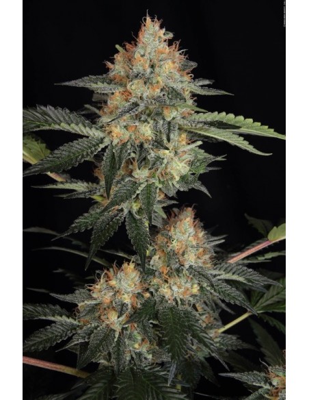 5 UND FEM - DINACHEM 