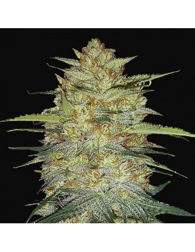 OG KUSH