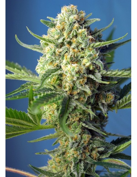 3 UND FEM - S.A.D. SWEET AFGANI DELICIOUS AUTO ® 