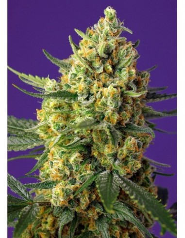 3 UND FEM - CRYSTAL CANDY XL AUTO ® 