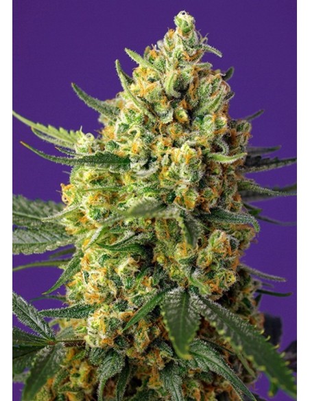 3 UND FEM - CRYSTAL CANDY XL AUTO ® 