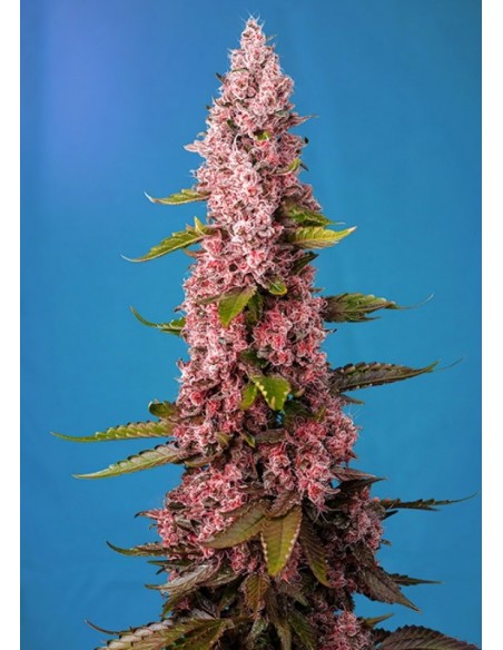 3 UND FEM - RED HOT COOKIES ® 