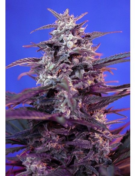 5 UND FEM - BLOODY SKUNK AUTO ® 