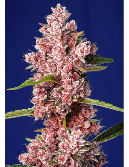 5 UND FEM - TROPICANNA POISON F1 FAST VERSION ® 