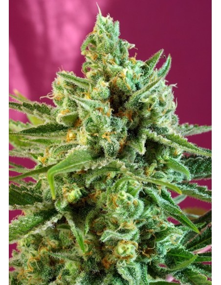 5 UND FEM - S.A.D. SWEET AFGANI DELICIOUS CBD ® 