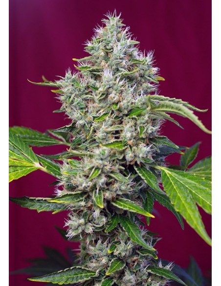 5 UND FEM - SAN FERNANDO LEMON KUSH ® 