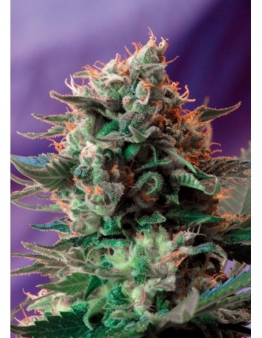 5 UND FEM - JACK 47 ® 