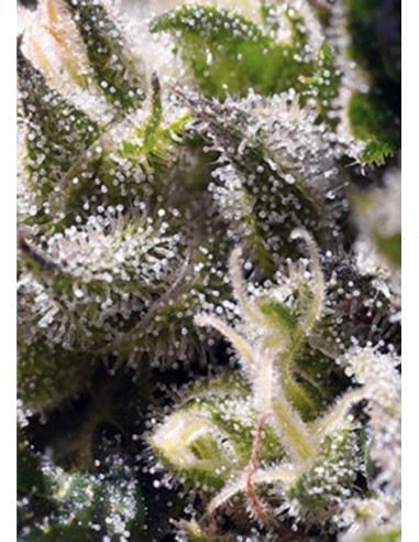 25 UND FEM - CREAM CARAMEL AUTO ® 