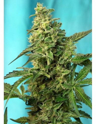 25 UND FEM - GREEN POISON F1 FAST VERSION ® 