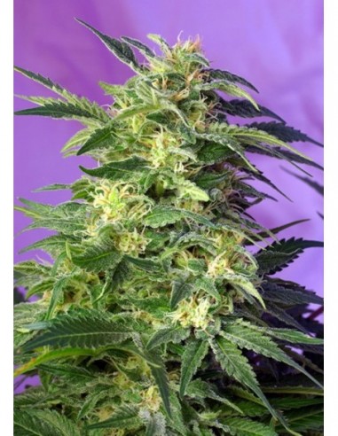 100 UND FEM - KILLER KUSH AUTO ® 