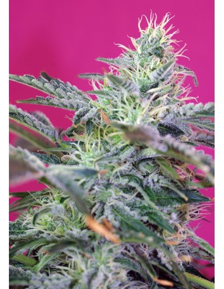 100 UND FEM - SWEET CHEESE AUTO ® 