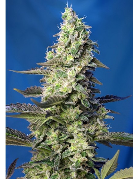 3 UND FEM - GREEN POISON XL AUTO ® 