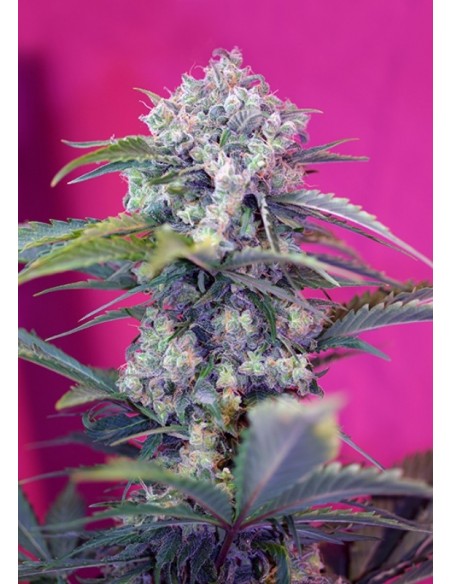 3 UND FEM - CREAM MANDARINE AUTO ® 