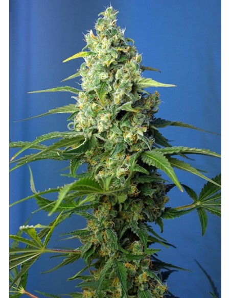 3 UND FEM - HONEY PEACH AUTO CBD ® 
