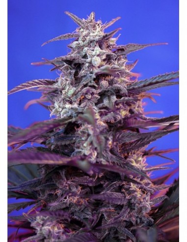 5 UND FEM - BLOODY SKUNK AUTO ® 