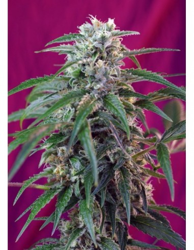 5 UND FEM - GREEN POISON AUTO ® 