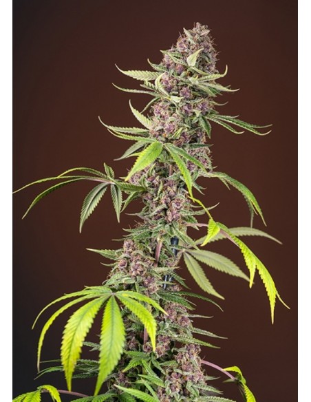 5 UND FEM - RED MANDARINE F1 FAST VERSION ® 