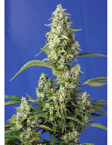 5 UND FEM - GORILLA GIRL XL AUTO ® 