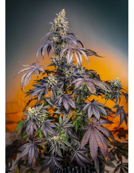 5 UND FEM - RED GORILLA GIRL XL AUTO ® 