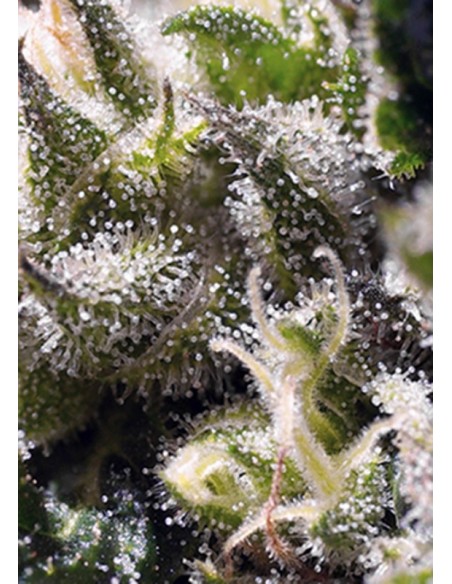 25 UND FEM - CREAM CARAMEL AUTO ® 