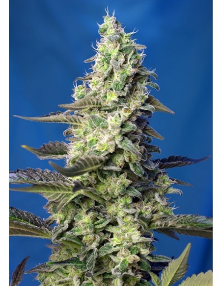 25 UND FEM - GREEN POISON XL AUTO ® 