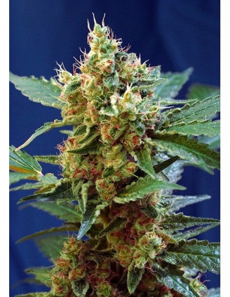 100 UND FEM - CREAM MANDARINE XL AUTO ® 